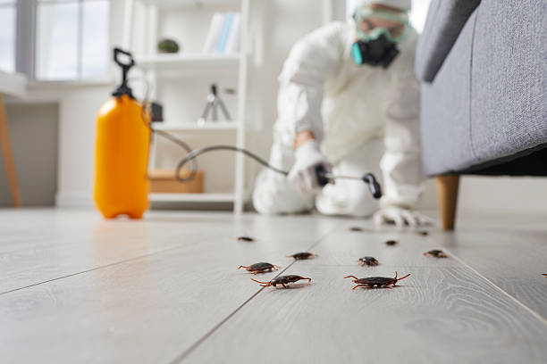 Post-Treatment Bed Bug Interceptor Monitoring in Chatfield